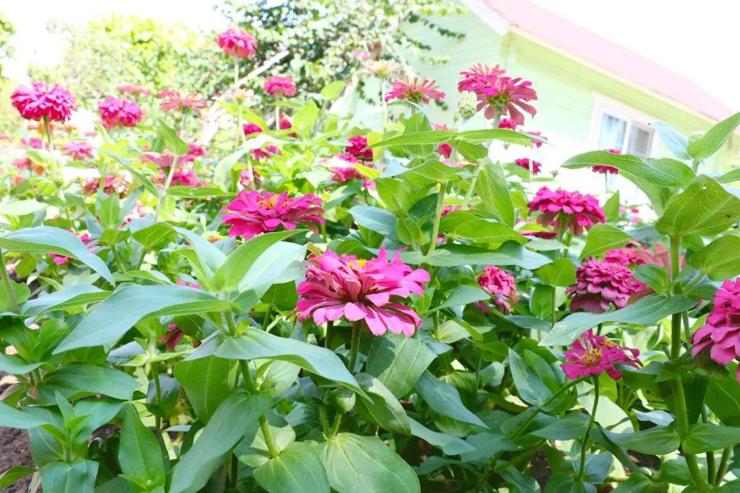 南沙葵园花海景区,广州南沙万顷葵园最佳旅游时间