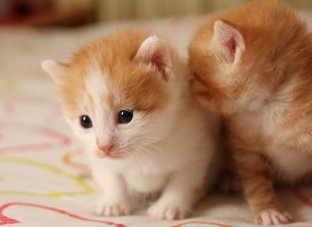 买猫如何避坑该问什么问题,新手买猫怎么防止骗人