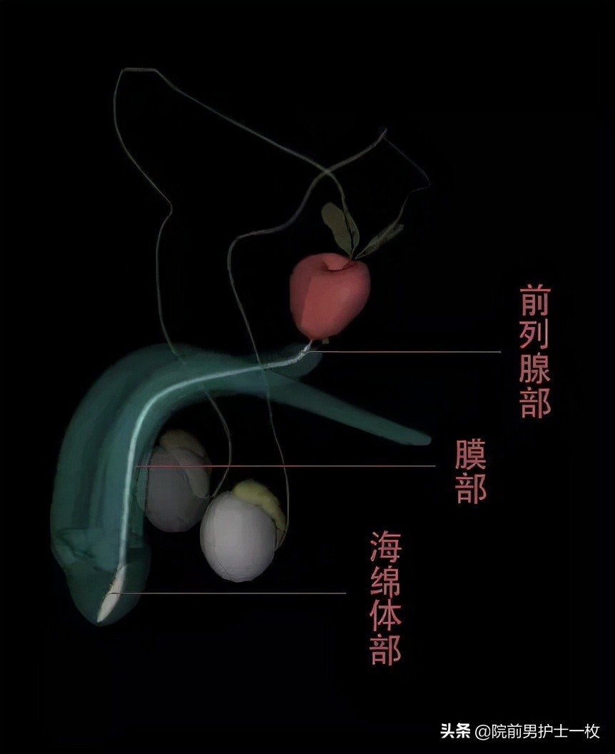男性尿道损伤哪几种,男性尿道损伤怎么解决