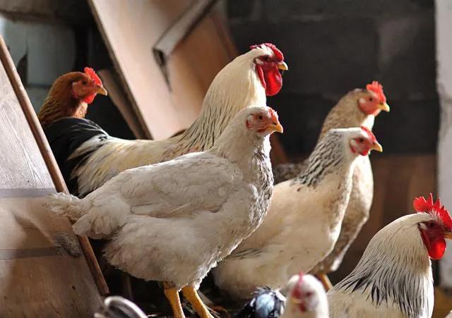 农村土鸡养殖大叔,本地散养土鸡为什么供不应求