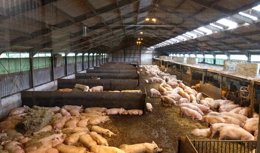 鱼粉行业骗局揭秘,鱼粉豆粕上涨养殖业洗牌