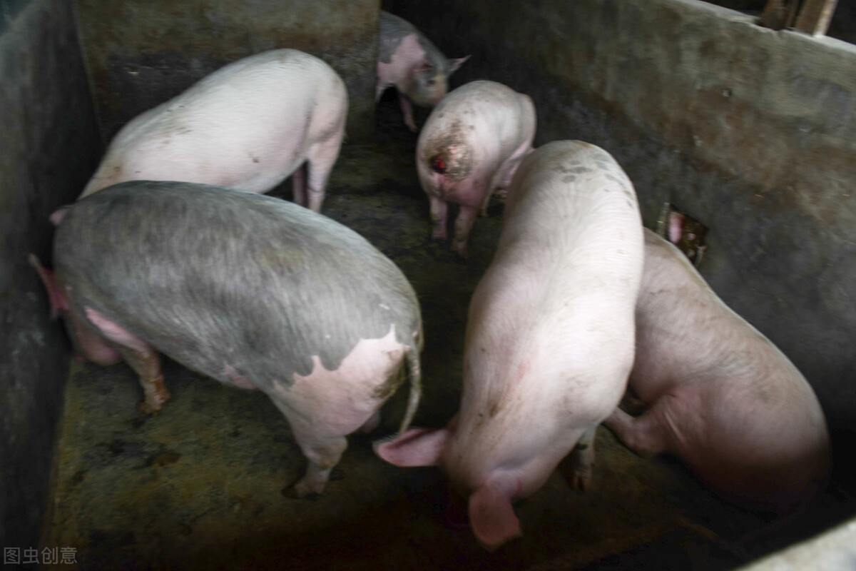 大型猪场降低养猪成本的绝招,养猪亏本