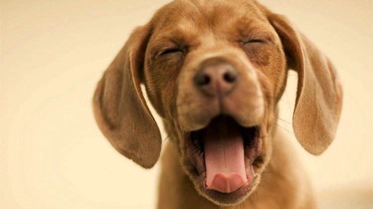 打狗针对身体以后有什么影响,打狗会有报应吗