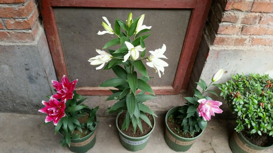 百合花开花后怎样养殖,百合花开后的养殖方法和注意事项