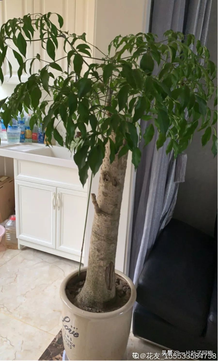 5个植物最招财,能开花又好养的植物又有寓意