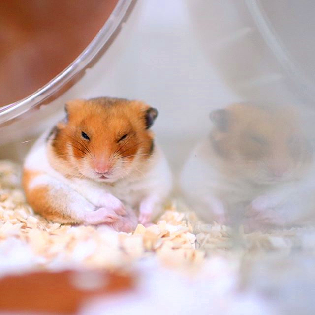 仓鼠和公鼠相处,仓鼠是怎么一步步适应过来对主人