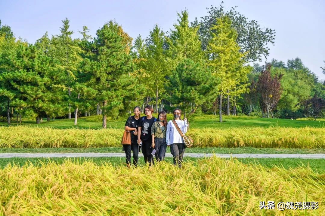 北京北坞公园里的京西稻又熟了，曾经只有皇上才能吃上这儿的大米