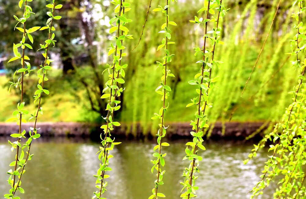 屋内不打伞、玩火会尿床，小时候听过的谚语科学分析出来有道理？