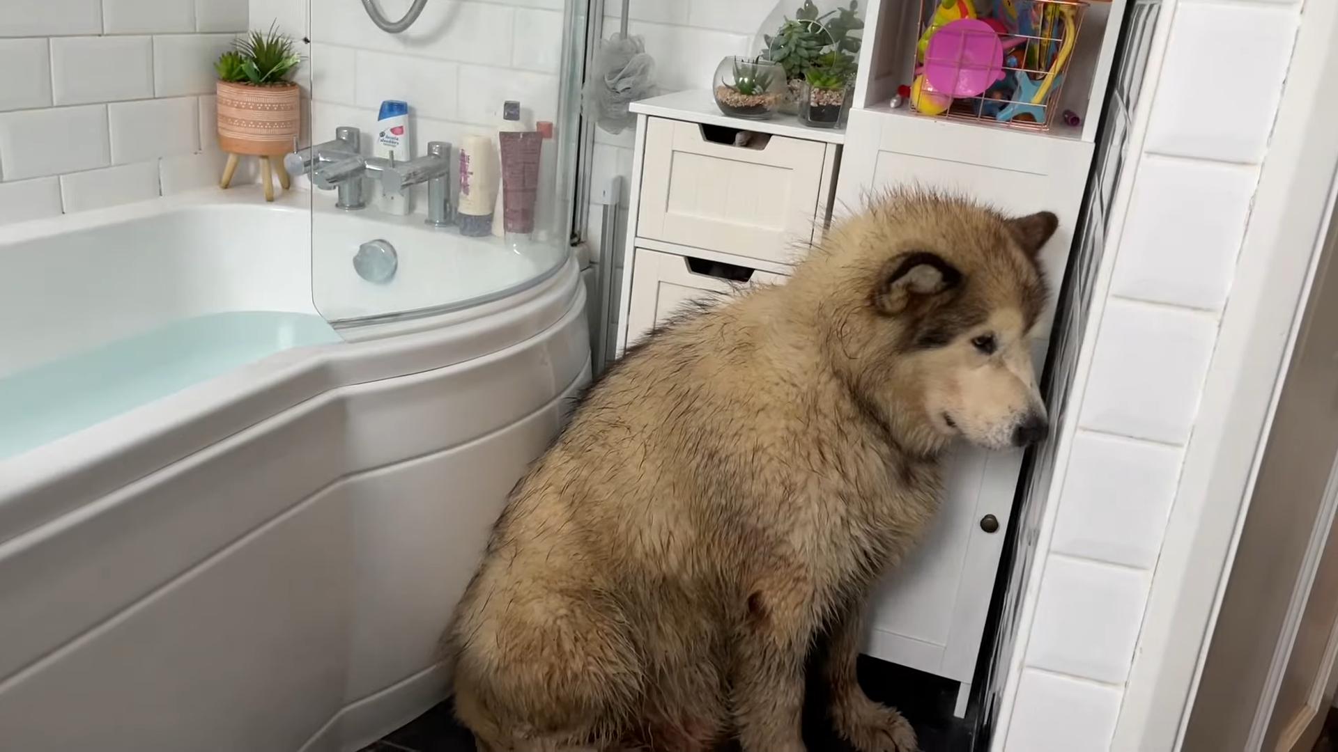 过年狗狗害怕鞭炮,为什么狗狗害怕鞭炮声