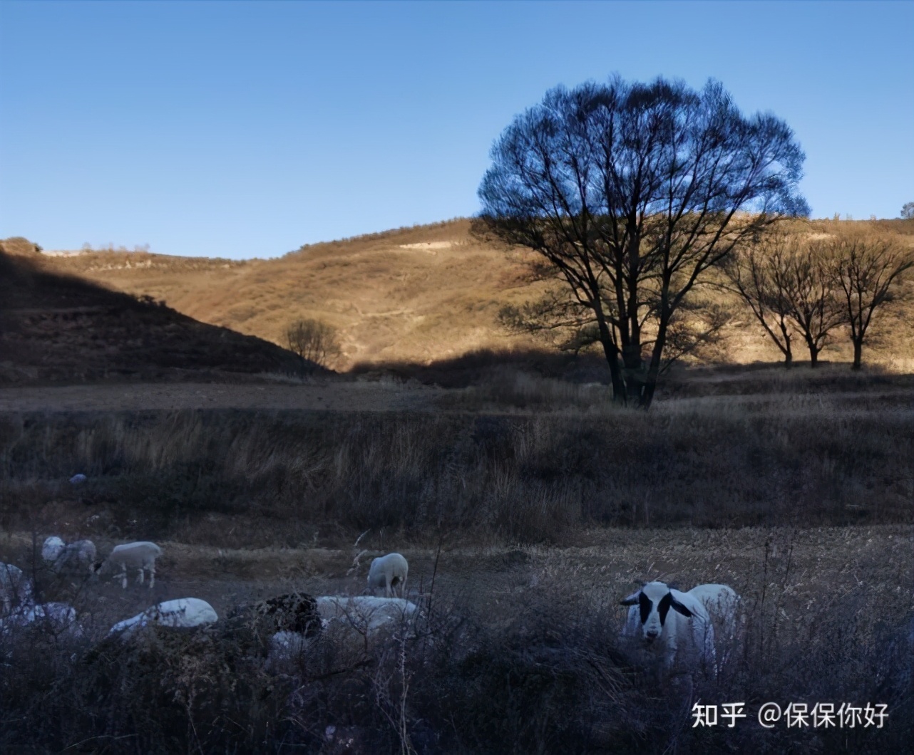 为啥选择做明亚保险经纪人,明亚保险经纪人如何收费