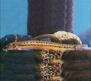 野生泥鳅品种图片大全大图,最大的泥鳅图片大全