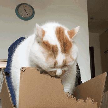 猫咪呕吐的原因及治疗办法有哪些,猫咪呕吐糊状猫粮怎么办