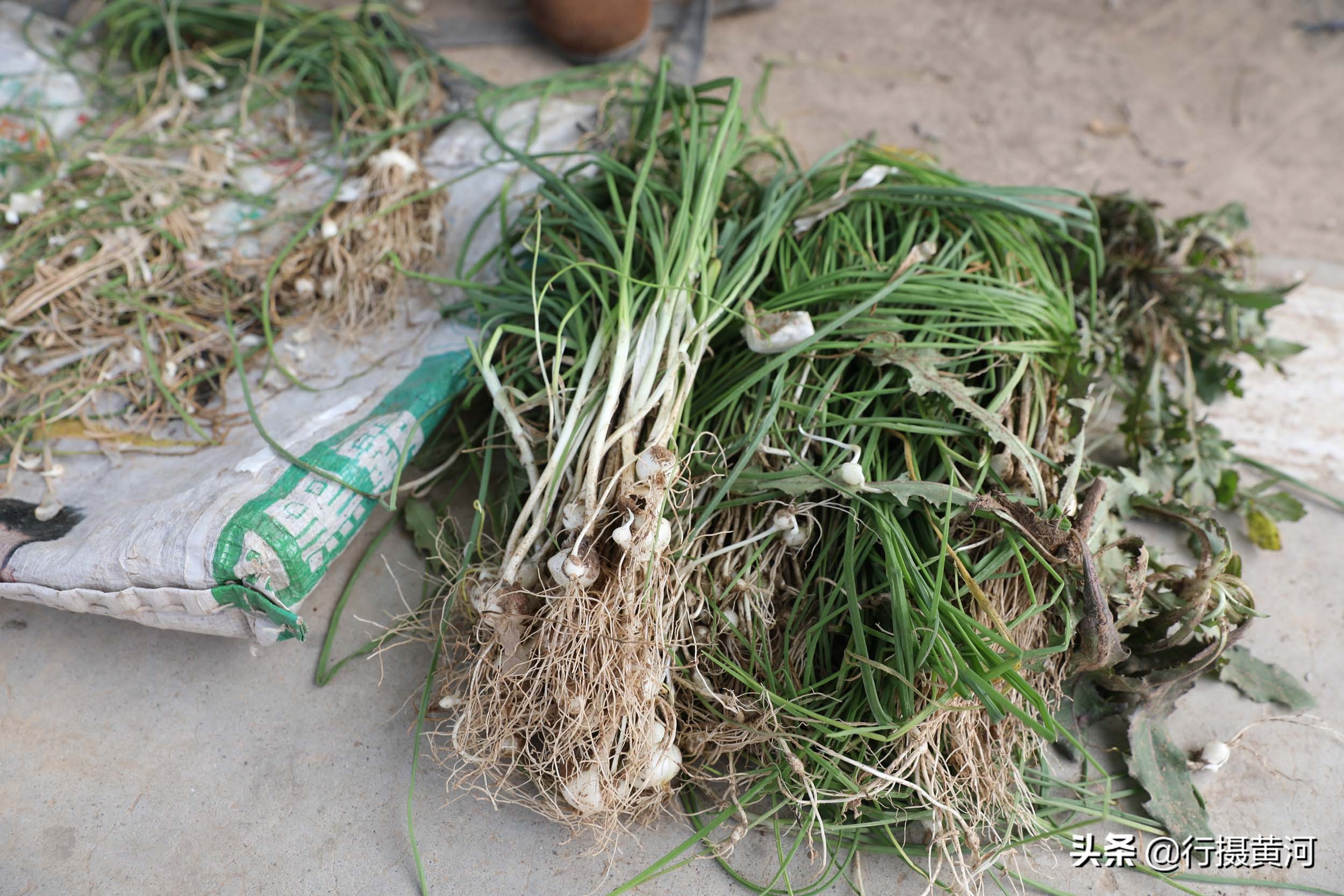 河南5旬大妈村口卖“野味”，干得还是无本生意，收入让她很意外