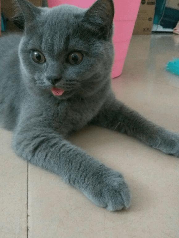 猫咪怕热怕冷是什么原因,怕热猫咪怎么过夏天