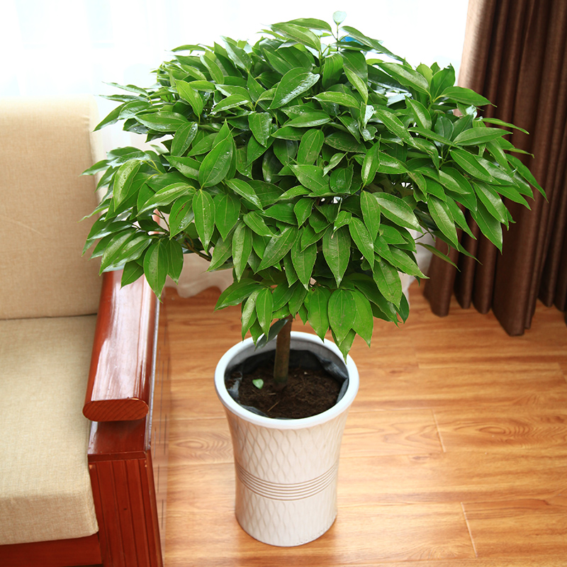 好看又好养的盆花,人养花也养人