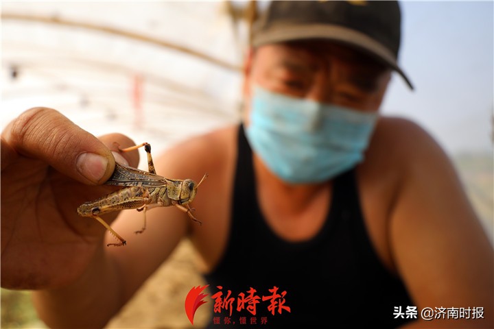 禁野令下东北林蛙养殖业何去何从,禁野令下的野生动物