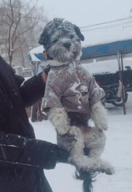 遇到猛犬如何赶走,带小孩遇见狗怎么自救