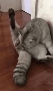 你根本不知道，养只猫有多幸福！