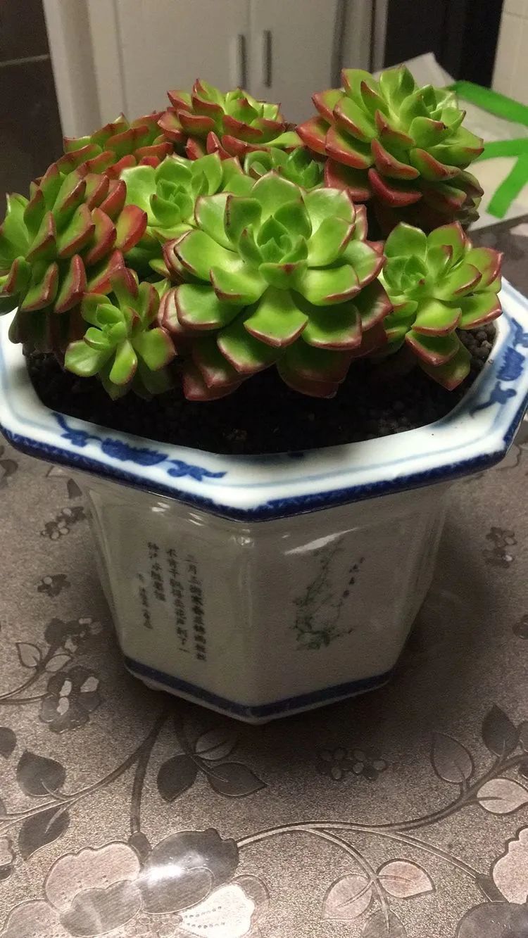 2021牛转乾坤砥砺前行,2021年牛转乾坤时来运转