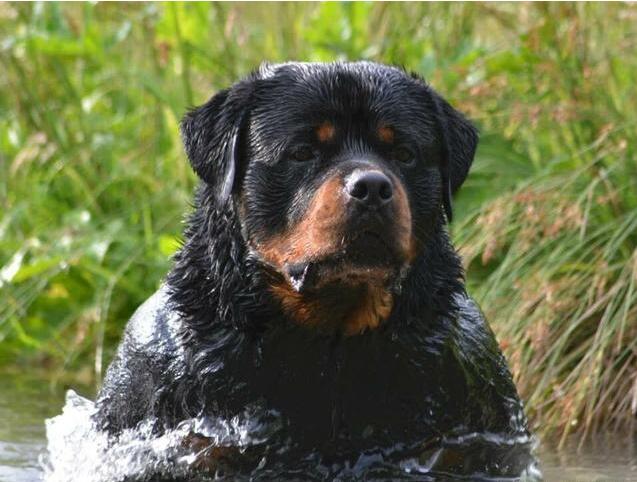 罗威纳犬优点和缺点,罗威纳犬和杜宾哪个更好养