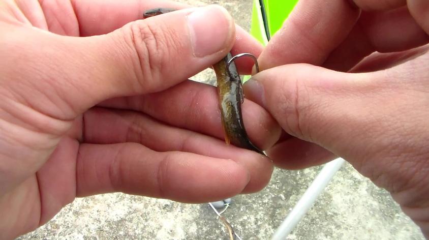 野钓放生泥鳅视频,大量泥鳅放生视频