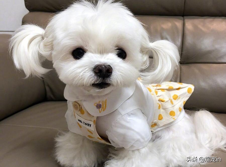 狗狗着凉拉稀吃蒙脱石散管用吗,狗狗着凉拉肚子吃什么药好见效快