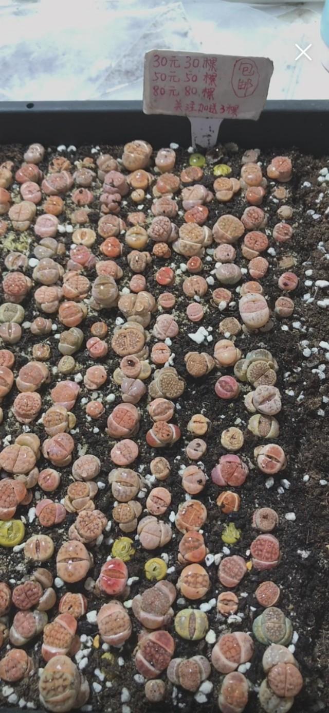 生石花网上购买靠谱吗,网购的生石花特别干巴怎么办