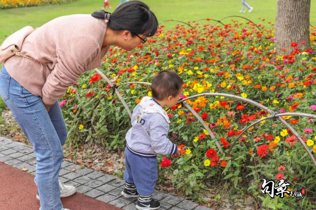兴化千垛菊花海,广州海心沙菊花海