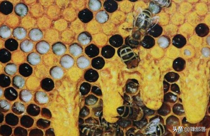 为啥3日龄内蜜蜂幼虫只吃蜂王浆？营养只是其一，还有应急作用