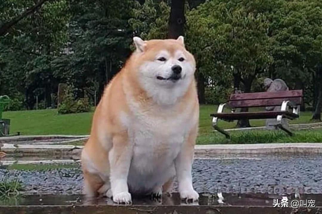 狗狗腰椎间盘突出症状,狗狗也会得癌症吗