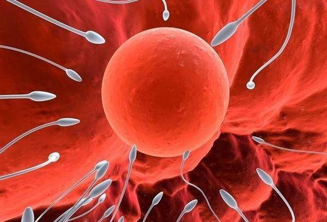 女性结扎后卵子去了哪里,女人结扎后卵子就排出体外啥原因