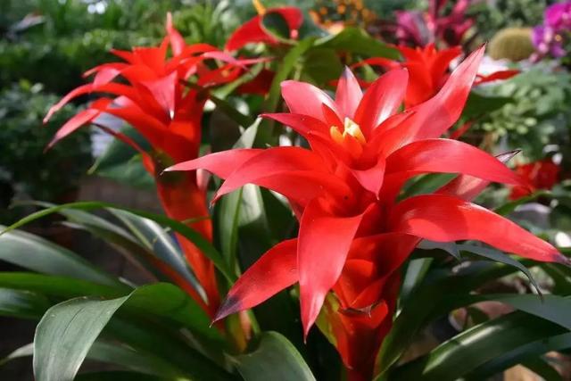 鸿运当头怎么养才能养好,鸿运当头怎么养才会长得好