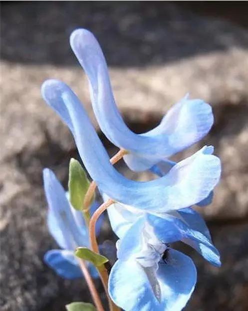 世界上有多少种花朵罕见 (最罕见的十大花朵排行榜)