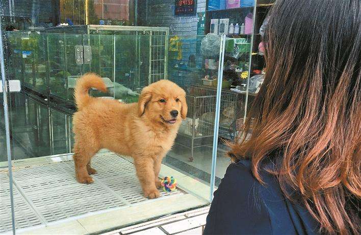 哪种狗最好养最聪明又便宜,宠物市场哪种狗最受欢迎