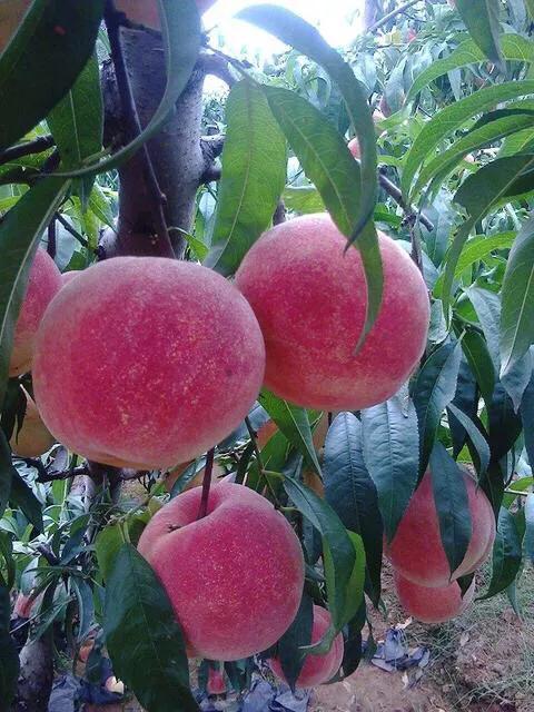 桃木为什么能辟邪的传说,桃木为什么能辟邪背后的原因