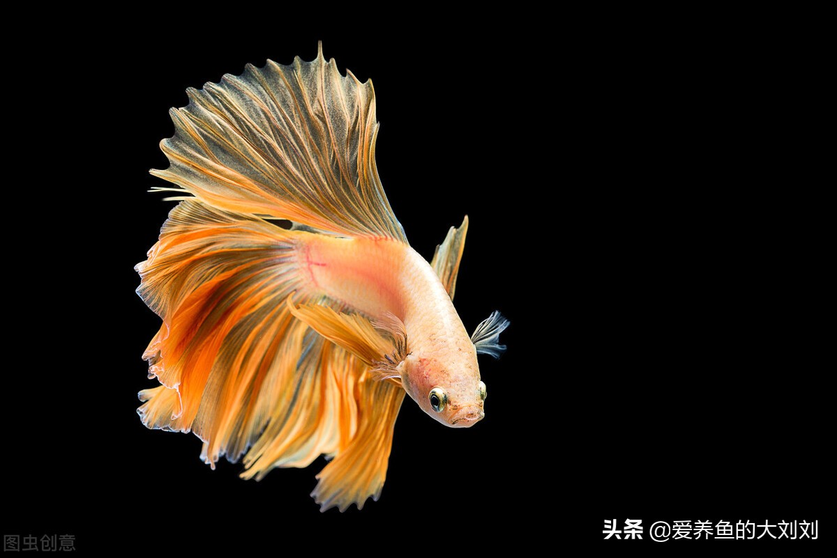 可以花钱买二手鱼缸吗有什么讲究,买二手鱼缸和新鱼缸哪个实惠