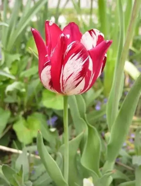 世界十大漂亮名贵花卉,植物研究世界名贵花卉