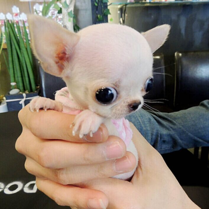 小奶狗刚到家一直叫该怎么办,刚到家的小奶狗为何总爱叫