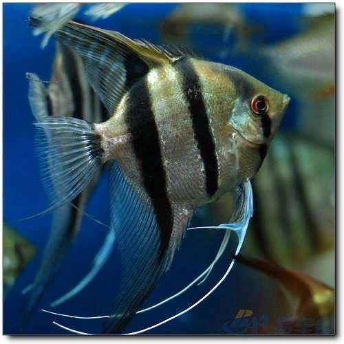 怎么在同城买鱼,刚买的燕鱼需注意什么