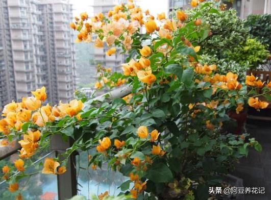 露台养花草种菜,露台种植花草盆栽