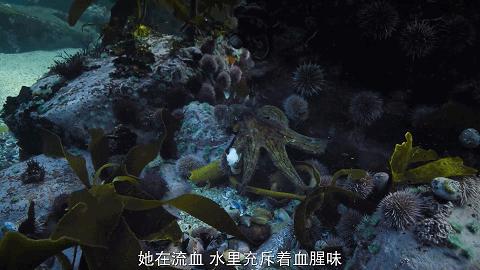 人鱼情未了在线阅读,人鱼情未了电视剧免费观看