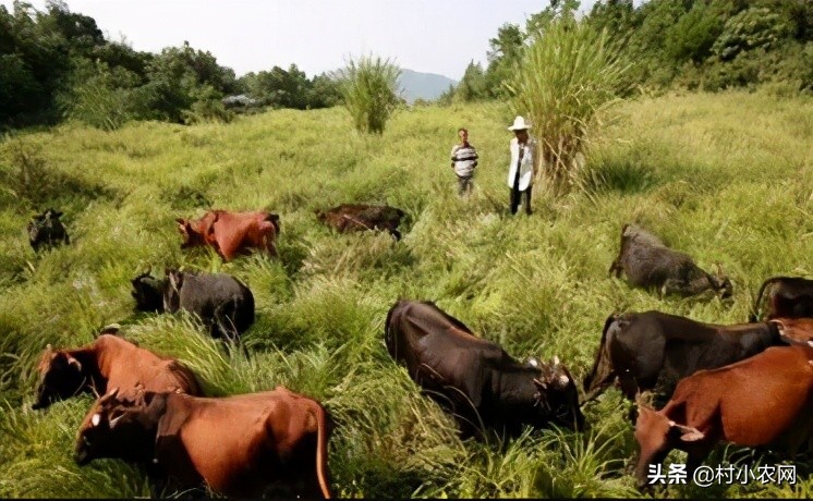 农民回乡种田种植粮食发展养殖,农村女大学毕业回乡创业养殖