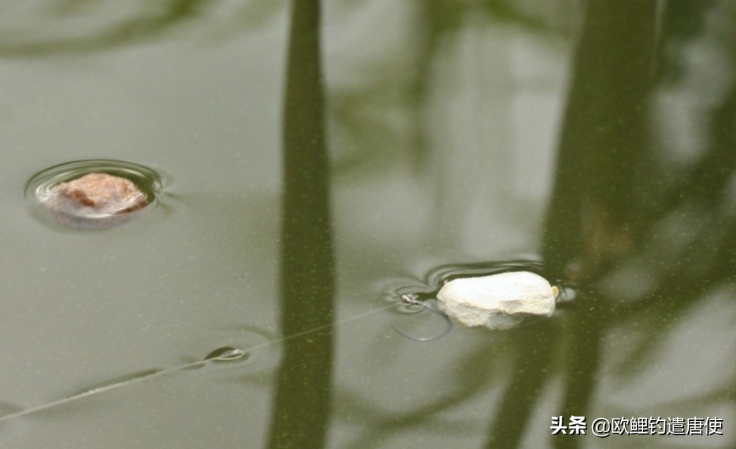 话说欧鲤钓之科学篇,欧鲤钓知识讲解