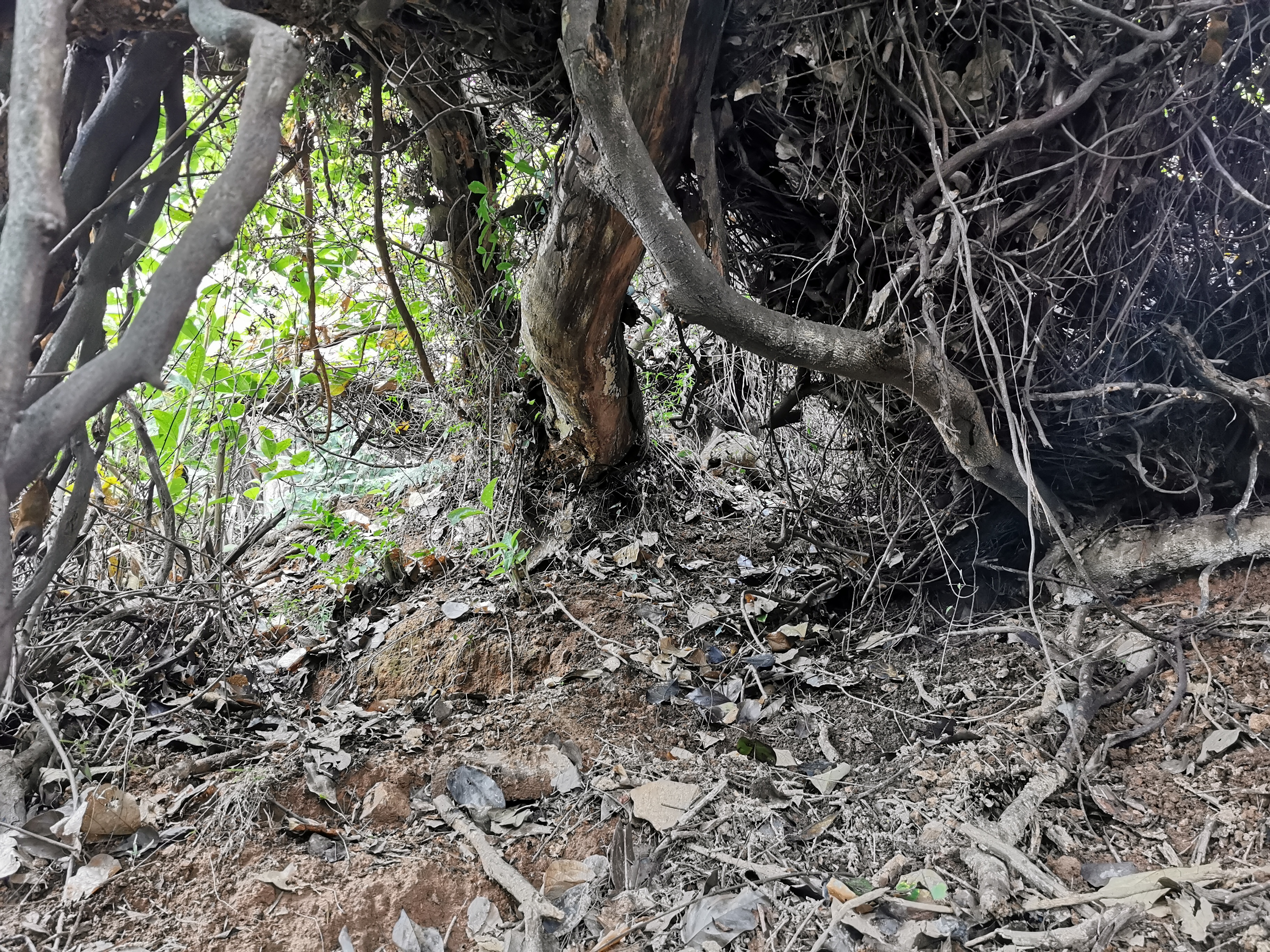 福州周边古道行之：三十六弯—恩顶—竹园岭，偶遇大野猪夹子
