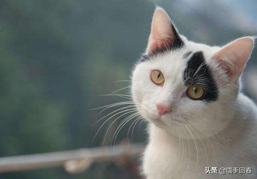 猫心内膜炎是种什么疾病？患病猫咪饱受痛苦，需铲屎官小心照看