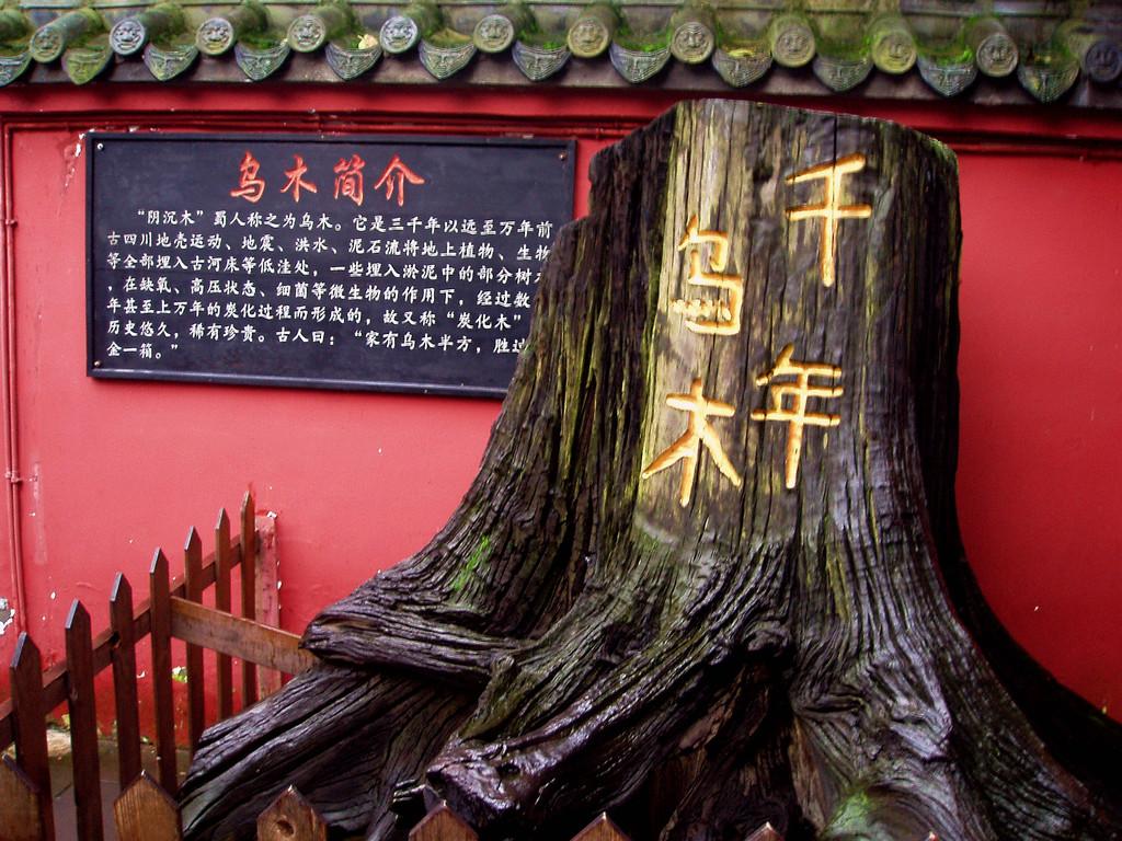 嘉陵江惊现巨大阴沉木有什么用处,地下为什么有乌木阴沉木