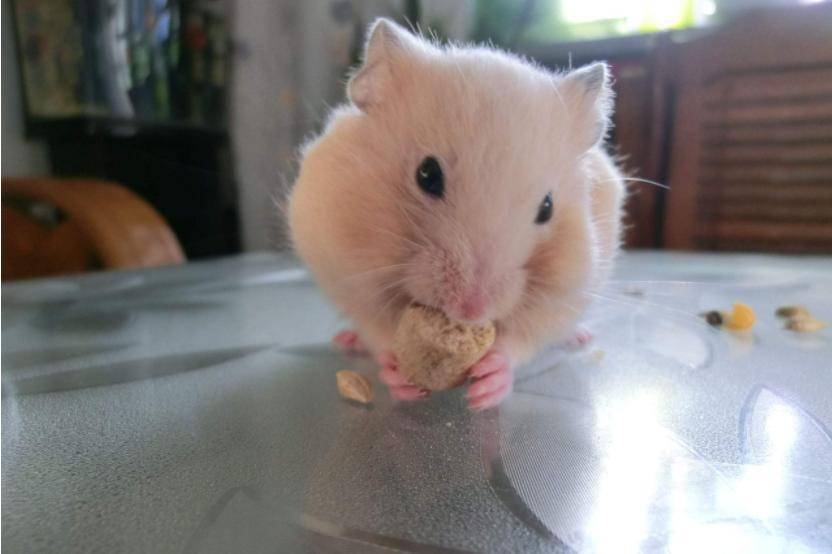 养仓鼠新手要注意的几个,养仓鼠要记住的几件事