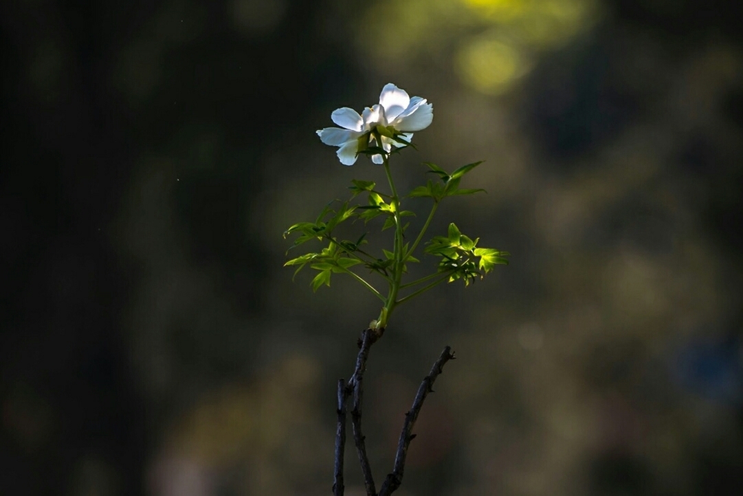为什么自大的人更容易成功,自大自负的人有什么后果