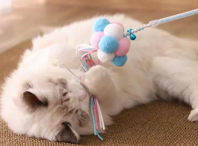 猫咪逗猫最好的方法,猫咪逗猫的正确方法