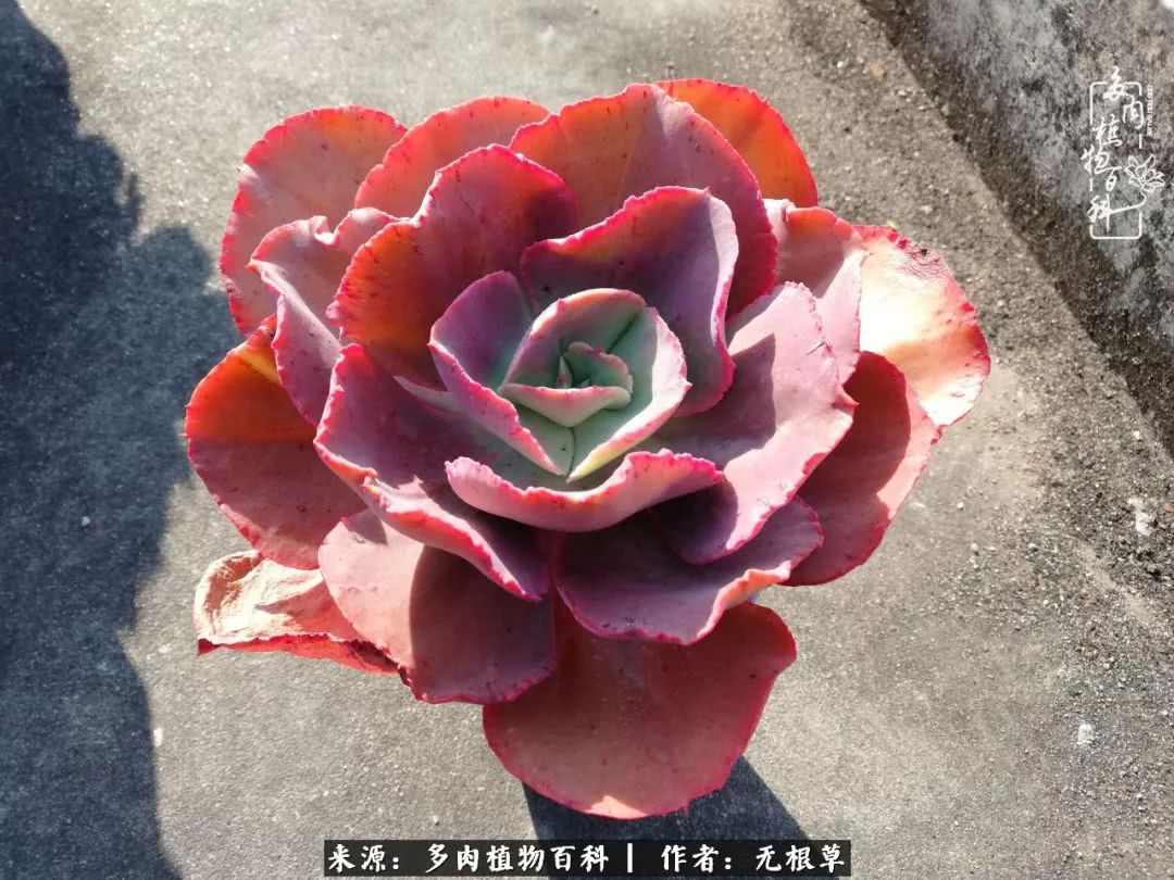 多肉寒冬中茁壮成长,多肉岁月的沉淀